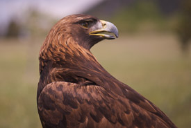 Golden eagle (Photo by NCC)