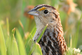 Grasshopper sparrow (Photo by Bill Hubick)