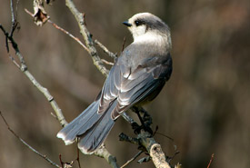 Canada jay (Photo by NCC)