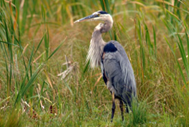 Great blue heron on shore (Photo by Karol Dabbs)