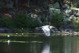 Great blue heron, Rock Lake, Frontenac Arch, Ontario (Photo by NCC)