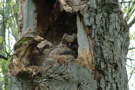 Great horned owl fledglings (Photo by NCC)