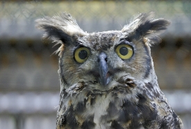 Great horned owl (Photo by Bill Hubick)