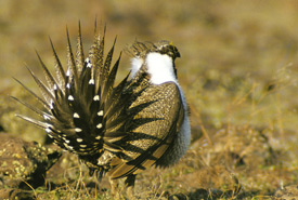 Greater sage-grouse (Photo by Gordon Sherman © Audubon Canyon Ranch)