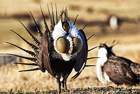 Greater sage-grouse (Photo by US Bureau of Land Management)