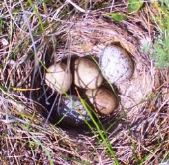 Horned lark nest with brown-headed cowbird eggs (Photo by NCC)