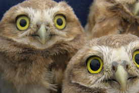 Juvenile burrowing owls (Photo by Lauren Meads)