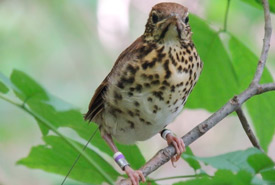 A juvenile wood thrush wearing a radio-tag backpack on an NCC property (Photo by Sue Hayes)