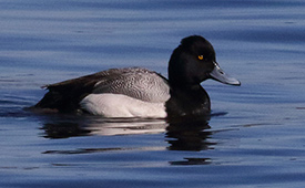 Lesser scaup (Photo by Christian Artuso, CC BY-NC-ND-4.0)