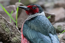Lewis's woodpecker (Photo by fishaspey / iNaturalist, CC-BY-NC)