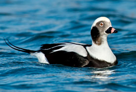 Long-tailed duck (Photo by Paul Reeves)