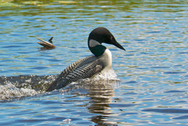 Huard (photo de Karol Dabbs)