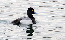 One of the males showing the relatively straight back of his head typical of lesser scaup. (Photo by Mhairi McFarlane/ NCC staff)