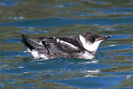 Marbled murrelet (Photo by USFWS, Lowe, R.)