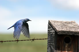 Mountain bluebird flying to box (Photo by Allison Haskell)