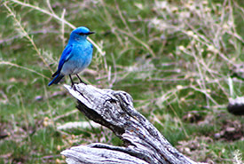 Mountain bluebird (Photo by Kate Tucker)