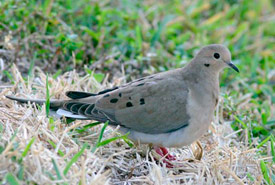 Mourning dove (Photo by Ken Schneider) 