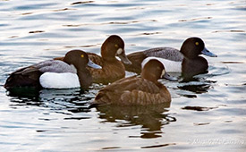 My group of mystery scaup (two males, two females), mostly carefully hiding the shape of their heads from me. (Photo by Mhairi McFarlane/ NCC staff)
