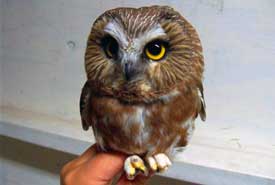 Northern saw-whet owl at TLBO (Photo by NCC)