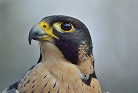 Peregrine falcon