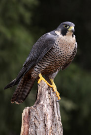 Peregrine falcon (Photo by Chris Hill)