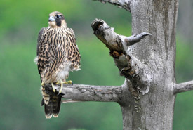 Peregrine falcon (Photo by Jean-François Plouffe)