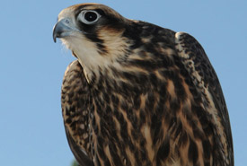 Peregrine falcon (Photo by Frank Doyle USFWS)