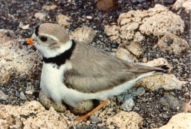 Piping plover (Photo by Ian Sadler)