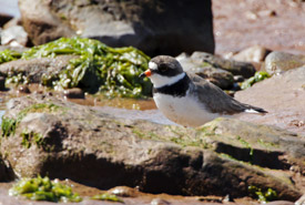 Semipalmated plover, Johnson's Mills, NB (Photo by Mike Dembeck)