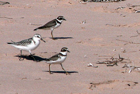 Plovers and sandpiper (Photo by Douglas C. Leitch)