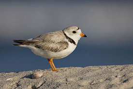 Piping plover (Photo by Natural Resources Canada)