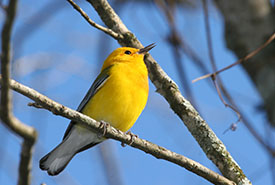 Prothonotary warbler (Photo by Bill Hubick)