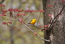 Found in only a few locations in Canada, Pelee Island has supported a pair of prothonotary warblers at Fish Point in recent years. (Photo by Ken Burrell) 