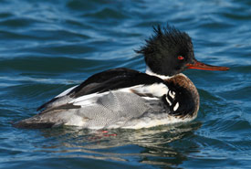Red-breasted merganser (Photo by Paul Tessier)