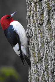 Red-headed woodpecker (Photo by simdav, CC BY-NC 4.0)