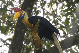 Red-knobbed hornbill (Photo by Lip Kee Yap/Wikimedia Commons) 