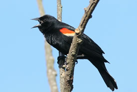 Red-winged blackbird (Photo by Bill Hubick)