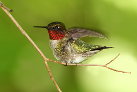 Ruby-throated hummingbird (Photo by Brian Lasenby)