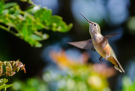 Female rufous hummingbird (Photo by Jennifer Kepler CC BY-NC)