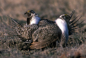 Tétras des armoises (Photo de Gordon Court)