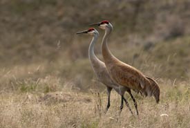 Sandhill cranes (Photo by Brendan Matthews)