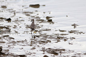 Semipalated sandpiper (Photo by Alan Kneidel)