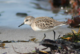 Semipalmated sandpiper (Photo by NCC)