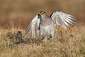 Sharp-tailed grouse (Photo by Leta Pezderic / NCC Staff)