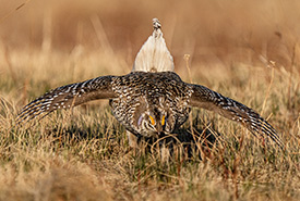 A sharp-tailed grouse displaying at a lek in Alberta (Photo by Leta Pezderic / NCC staff)