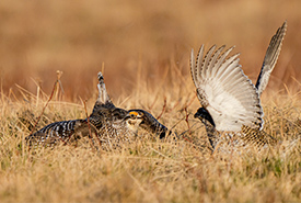 A confrontation between sharp-tailed grouse at a lek (Photo by Leta Pezderic / NCC staff)