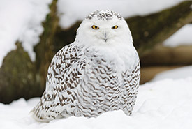 Snowy owl (Photo by ThinkStock)