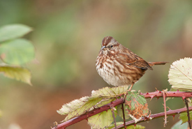 Song sparrow (Photo by Stuart Clarke) 