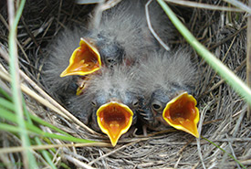 Sprague's pipit chicks (Photo by Sarah Ludlow/NCC staff) 