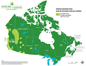 Canadian distribution of trumpeter swan (Map by NCC)